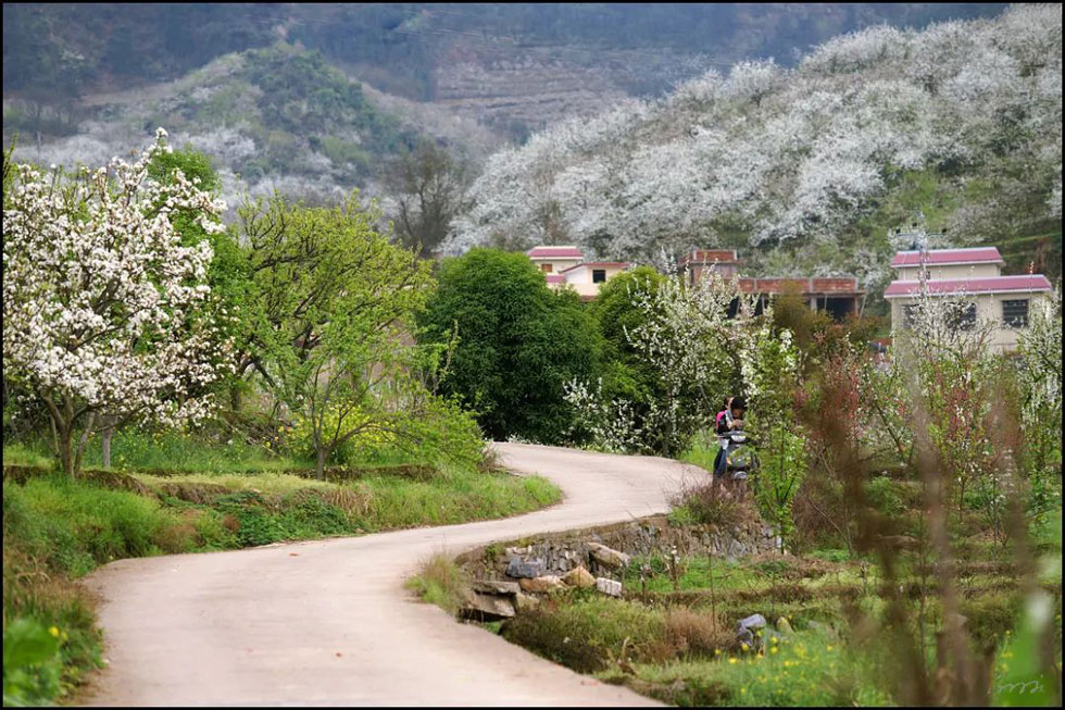 【春天,广西桂林灌阳县向您发出邀请!】我们在灌阳看梨花 - 游山玩水 - 湘潭生活社区 - 湘潭28生活网 xiangtan.28life.com