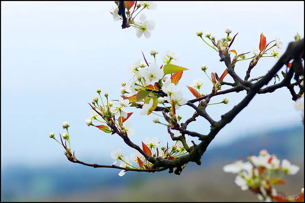 【春天,广西桂林灌阳县向您发出邀请!】我们在灌阳看梨花 - 游山玩水 - 湘潭生活社区 - 湘潭28生活网 xiangtan.28life.com