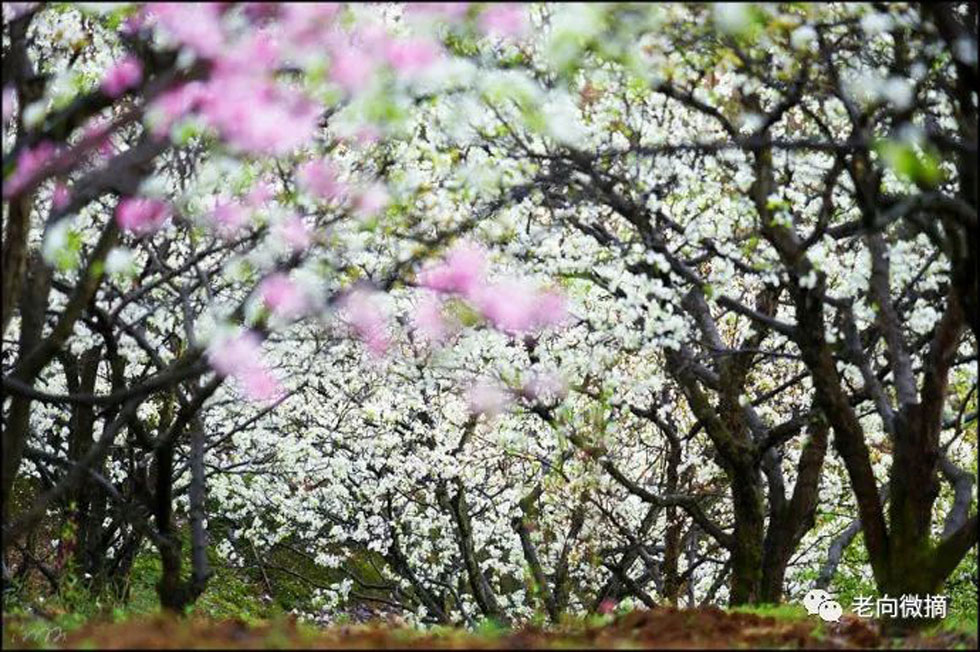 【春天,广西桂林灌阳县向您发出邀请!】我们在灌阳看梨花 - 游山玩水 - 湘潭生活社区 - 湘潭28生活网 xiangtan.28life.com