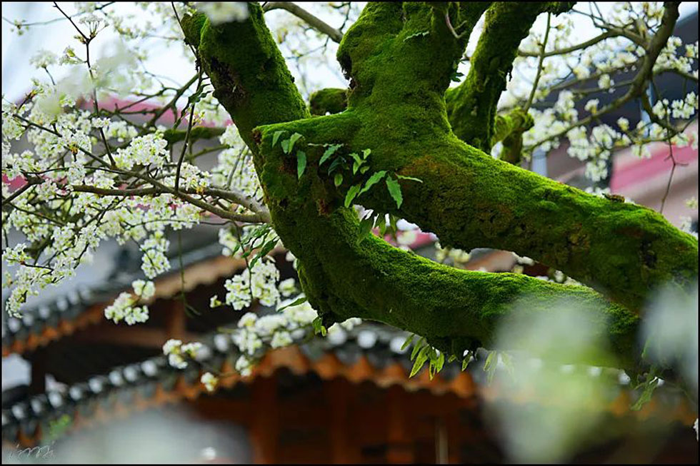 【春天,广西桂林灌阳县向您发出邀请!】我们在灌阳看梨花 - 游山玩水 - 湘潭生活社区 - 湘潭28生活网 xiangtan.28life.com