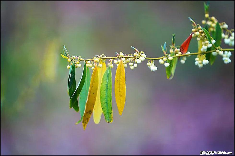 【春天，广西桂林灌阳县向您发出邀请！】米珠山前有片山苍子花在飘香 - 游山玩水 - 湘潭生活社区 - 湘潭28生活网 xiangtan.28life.com