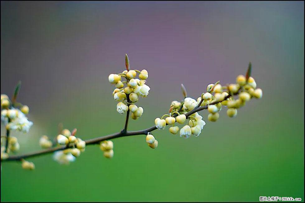 【春天，广西桂林灌阳县向您发出邀请！】米珠山前有片山苍子花在飘香 - 游山玩水 - 湘潭生活社区 - 湘潭28生活网 xiangtan.28life.com