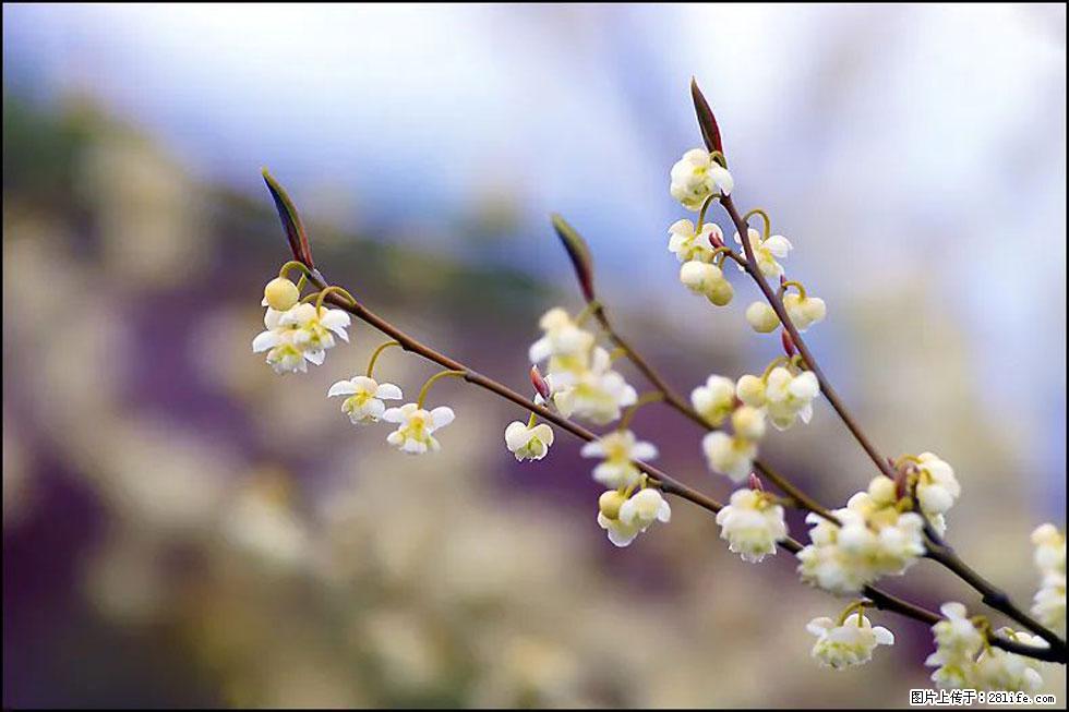【春天，广西桂林灌阳县向您发出邀请！】米珠山前有片山苍子花在飘香 - 游山玩水 - 湘潭生活社区 - 湘潭28生活网 xiangtan.28life.com