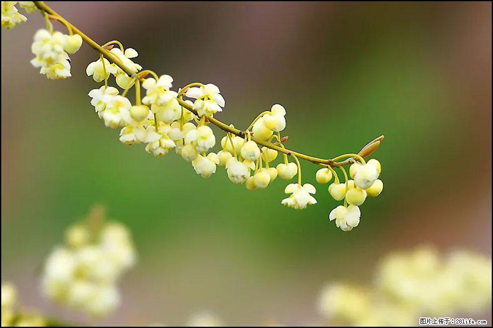 【春天，广西桂林灌阳县向您发出邀请！】米珠山前有片山苍子花在飘香 - 游山玩水 - 湘潭生活社区 - 湘潭28生活网 xiangtan.28life.com