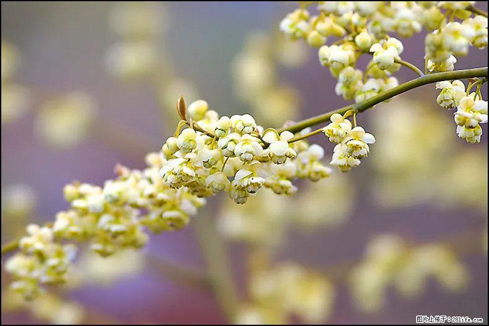 【春天，广西桂林灌阳县向您发出邀请！】米珠山前有片山苍子花在飘香 - 游山玩水 - 湘潭生活社区 - 湘潭28生活网 xiangtan.28life.com