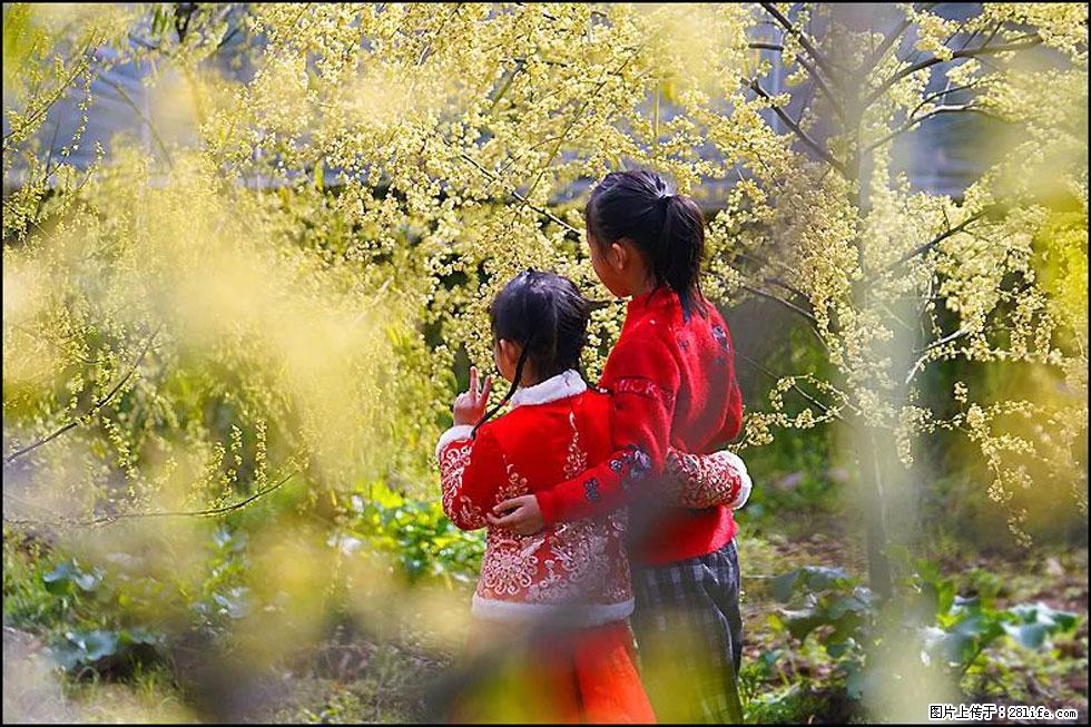 【春天，广西桂林灌阳县向您发出邀请！】米珠山前有片山苍子花在飘香 - 游山玩水 - 湘潭生活社区 - 湘潭28生活网 xiangtan.28life.com