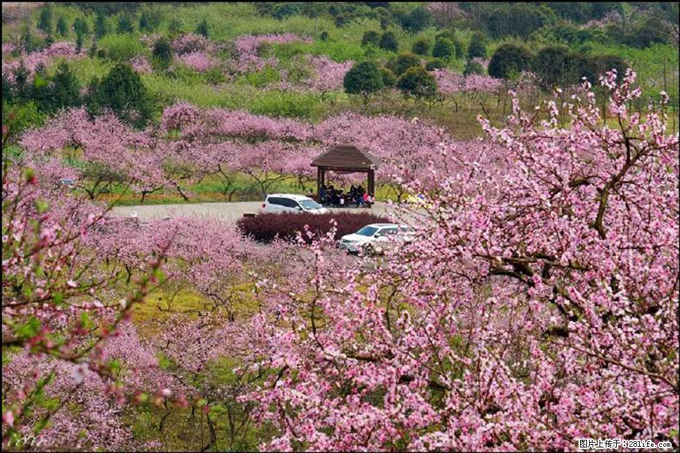 【春天,广西桂林灌阳县向您发出邀请!】官庄村有个醉美的桃花园 - 游山玩水 - 湘潭生活社区 - 湘潭28生活网 xiangtan.28life.com