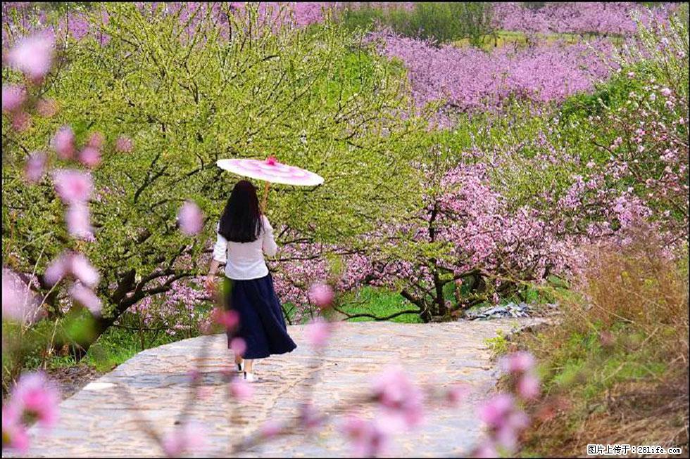 【春天,广西桂林灌阳县向您发出邀请!】官庄村有个醉美的桃花园 - 游山玩水 - 湘潭生活社区 - 湘潭28生活网 xiangtan.28life.com