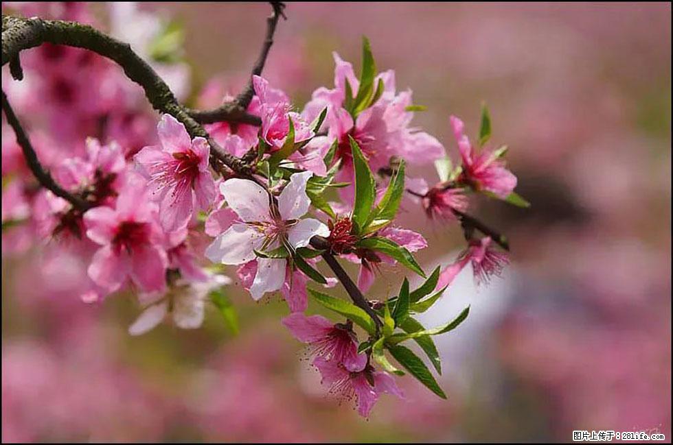 【春天,广西桂林灌阳县向您发出邀请!】官庄村有个醉美的桃花园 - 游山玩水 - 湘潭生活社区 - 湘潭28生活网 xiangtan.28life.com