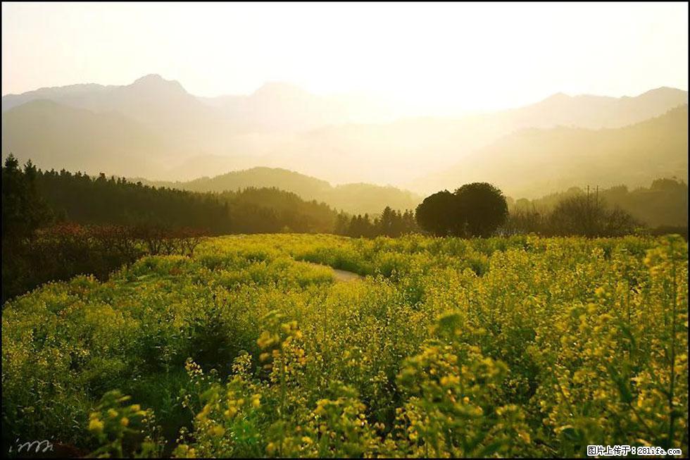 【春天,广西桂林灌阳县向您发出邀请!】长坪村油菜盛情花开 - 游山玩水 - 湘潭生活社区 - 湘潭28生活网 xiangtan.28life.com