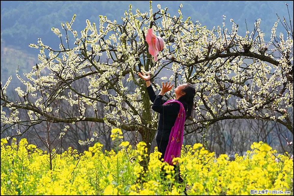 【春天,广西桂林灌阳县向您发出邀请!】长坪村油菜盛情花开 - 游山玩水 - 湘潭生活社区 - 湘潭28生活网 xiangtan.28life.com