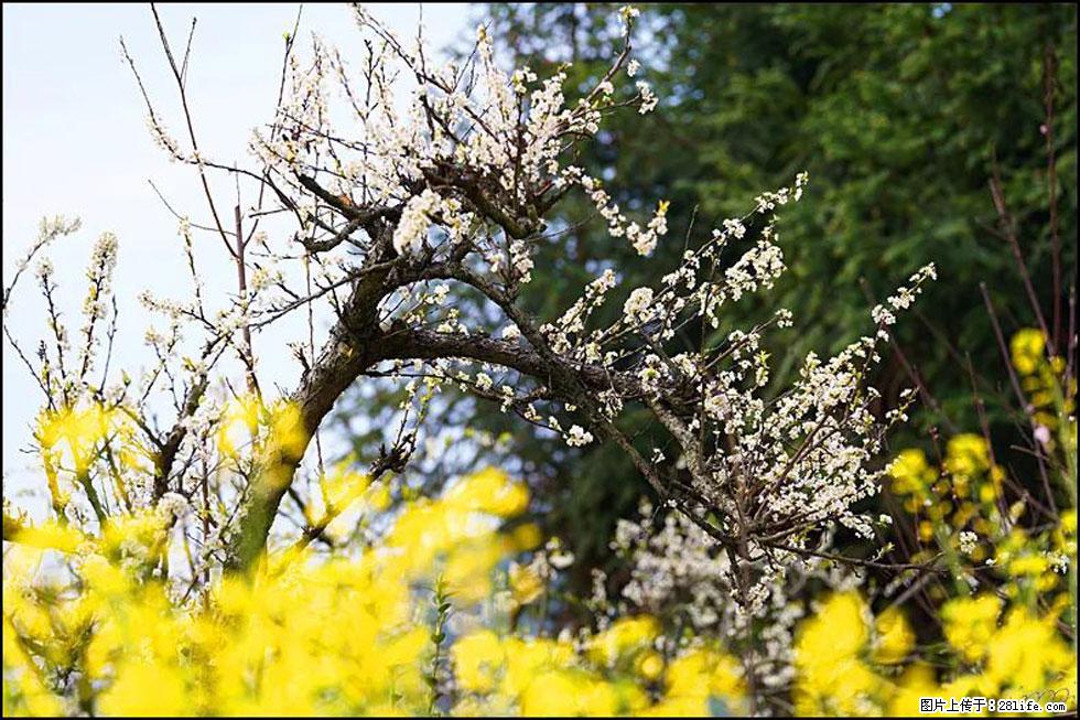 【春天,广西桂林灌阳县向您发出邀请!】长坪村油菜盛情花开 - 游山玩水 - 湘潭生活社区 - 湘潭28生活网 xiangtan.28life.com