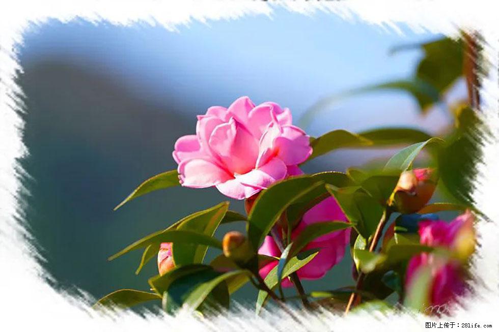 【春天,广西桂林灌阳县向您发出邀请!】杨柳井茶花惹人爱 - 游山玩水 - 湘潭生活社区 - 湘潭28生活网 xiangtan.28life.com