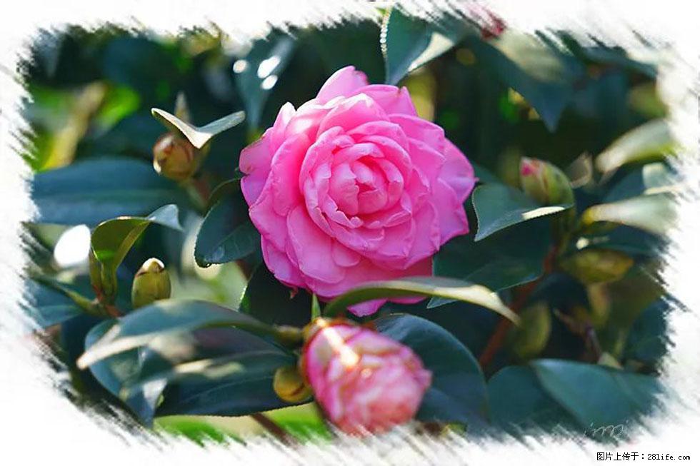 【春天,广西桂林灌阳县向您发出邀请!】杨柳井茶花惹人爱 - 游山玩水 - 湘潭生活社区 - 湘潭28生活网 xiangtan.28life.com