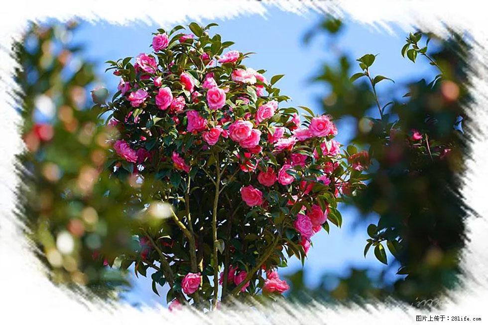 【春天,广西桂林灌阳县向您发出邀请!】杨柳井茶花惹人爱 - 游山玩水 - 湘潭生活社区 - 湘潭28生活网 xiangtan.28life.com