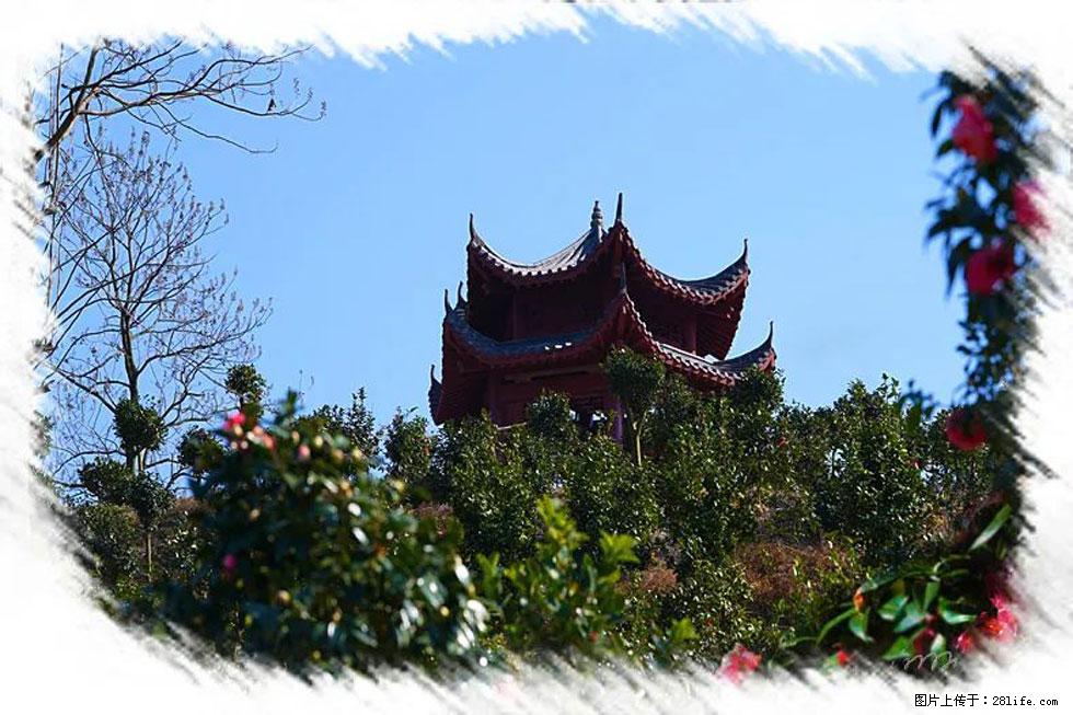 【春天,广西桂林灌阳县向您发出邀请!】杨柳井茶花惹人爱 - 游山玩水 - 湘潭生活社区 - 湘潭28生活网 xiangtan.28life.com