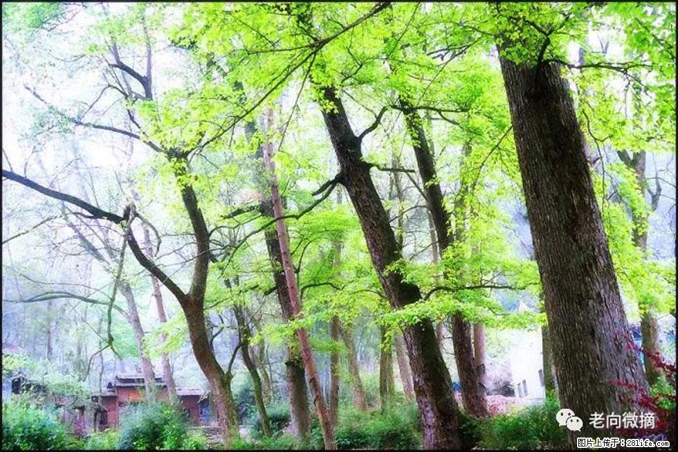 【春天,广西桂林灌阳县向您发出邀请!】在小龙村与春天约会 - 游山玩水 - 湘潭生活社区 - 湘潭28生活网 xiangtan.28life.com