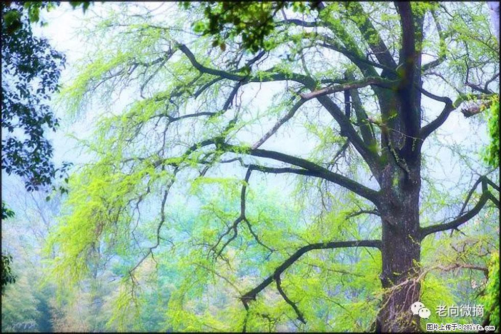 【春天,广西桂林灌阳县向您发出邀请!】在小龙村与春天约会 - 游山玩水 - 湘潭生活社区 - 湘潭28生活网 xiangtan.28life.com