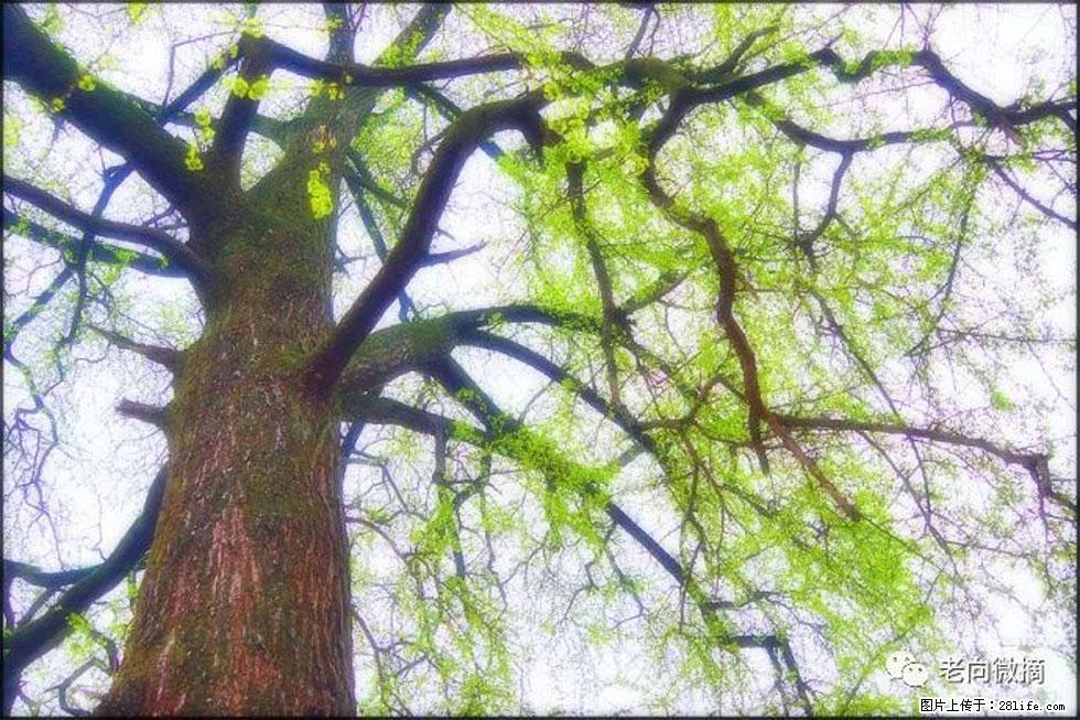 【春天,广西桂林灌阳县向您发出邀请!】在小龙村与春天约会 - 游山玩水 - 湘潭生活社区 - 湘潭28生活网 xiangtan.28life.com