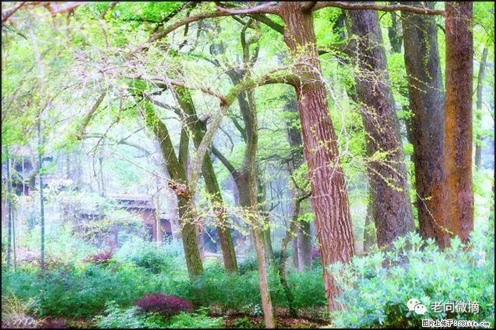 【春天,广西桂林灌阳县向您发出邀请!】在小龙村与春天约会 - 游山玩水 - 湘潭生活社区 - 湘潭28生活网 xiangtan.28life.com