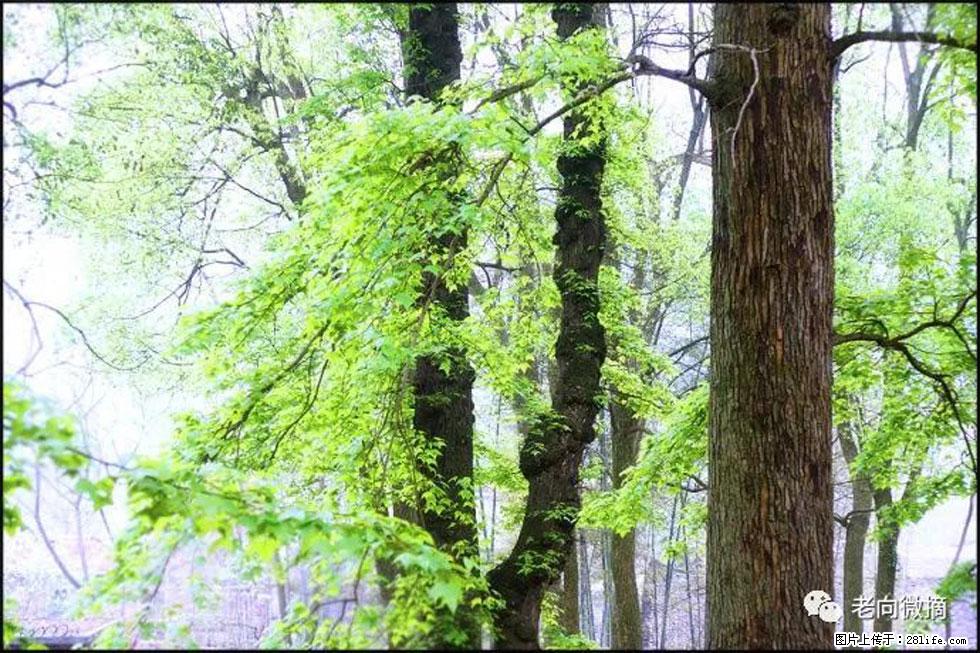 【春天,广西桂林灌阳县向您发出邀请!】在小龙村与春天约会 - 游山玩水 - 湘潭生活社区 - 湘潭28生活网 xiangtan.28life.com