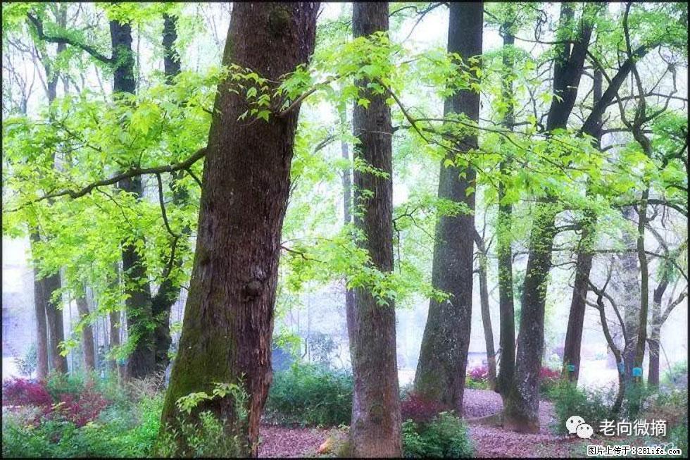 【春天,广西桂林灌阳县向您发出邀请!】在小龙村与春天约会 - 游山玩水 - 湘潭生活社区 - 湘潭28生活网 xiangtan.28life.com