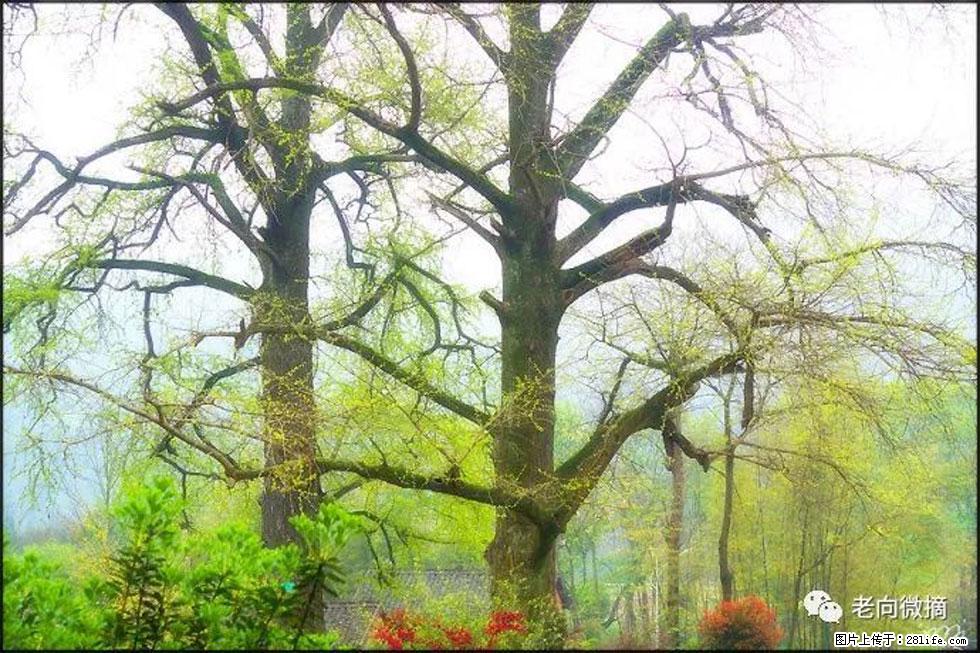 【春天,广西桂林灌阳县向您发出邀请!】在小龙村与春天约会 - 游山玩水 - 湘潭生活社区 - 湘潭28生活网 xiangtan.28life.com