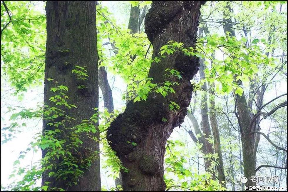 【春天,广西桂林灌阳县向您发出邀请!】在小龙村与春天约会 - 游山玩水 - 湘潭生活社区 - 湘潭28生活网 xiangtan.28life.com