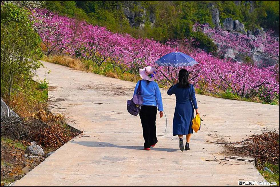 【春天，广西桂林灌阳县向您发出邀请！】望月岭上桃花开 - 游山玩水 - 湘潭生活社区 - 湘潭28生活网 xiangtan.28life.com
