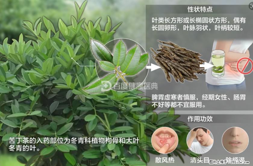 苦丁茶有哪些功效和作用 - 生活百科 - 湘潭生活社区 - 湘潭28生活网 xiangtan.28life.com