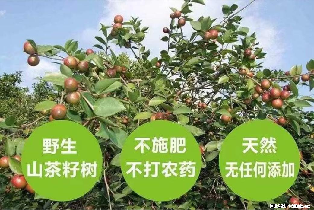 【灌阳县油茶产业示范区】一个有着充实的精神生活的人，对待身外之物自会有一种淡泊的态度 - 美食天地 - 湘潭生活社区 - 湘潭28生活网 xiangtan.28life.com