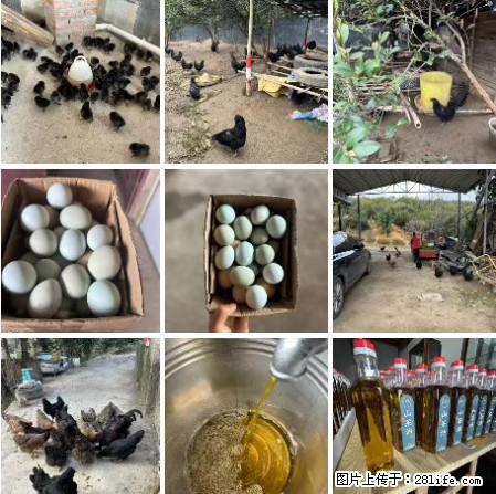 油茶园从小鸡仔开始养起的纯土鸡、土鸡蛋可以预定啦!还有前几天刚榨的纯山茶油哦 - 土特产 - 饮食特产 - 湘潭分类信息 - 湘潭28生活网 xiangtan.28life.com
