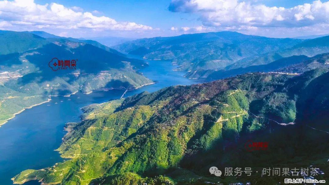 时间果百年古树龙珠普洱生茶 - 购物交流 - 湘潭生活社区 - 湘潭28生活网 xiangtan.28life.com