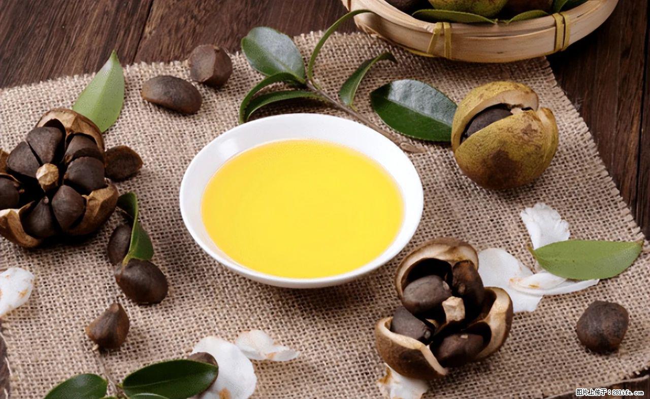 揭秘茶油的5大核心营养成分!被称为人体健康的“守护盾”! - 湘潭生活资讯 - 湘潭28生活网 xiangtan.28life.com