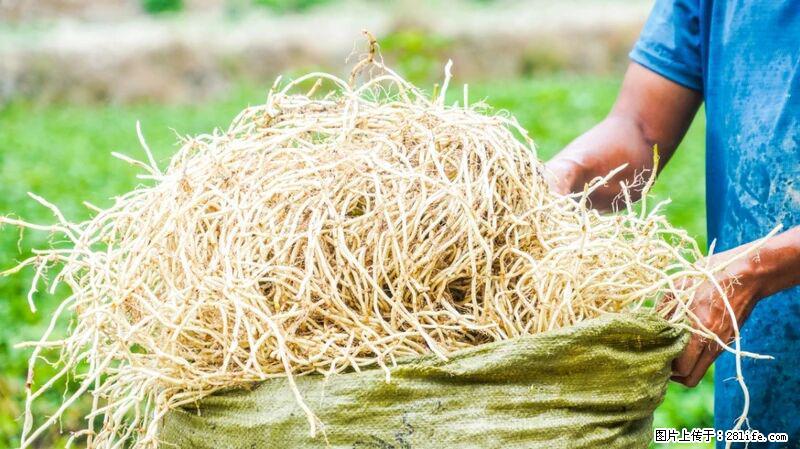 堪称“最难吃”的蔬菜，却是 “抗辐射神器”，还能护肺、清热、止咳化痰！ - 湘潭生活资讯 - 湘潭28生活网 xiangtan.28life.com