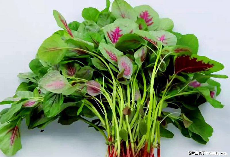 这些蔬菜是“天然钙片”，这6种被医生重点推荐 - 湘潭生活资讯 - 湘潭28生活网 xiangtan.28life.com