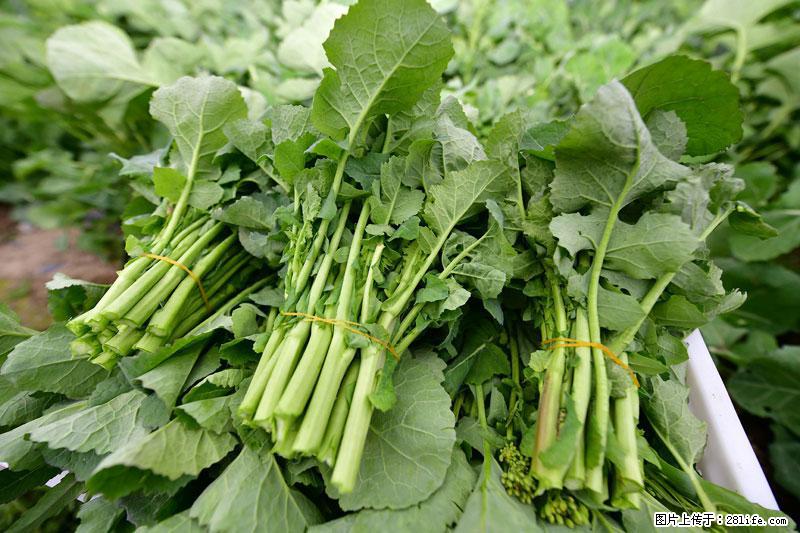 这些蔬菜是“天然钙片”，这6种被医生重点推荐 - 湘潭生活资讯 - 湘潭28生活网 xiangtan.28life.com